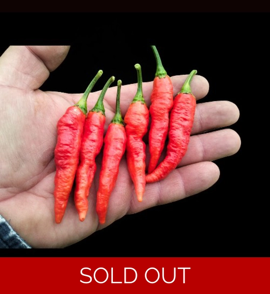 BBM X FADDAS W. Red (f5) -> (f6)   (10+seeds)